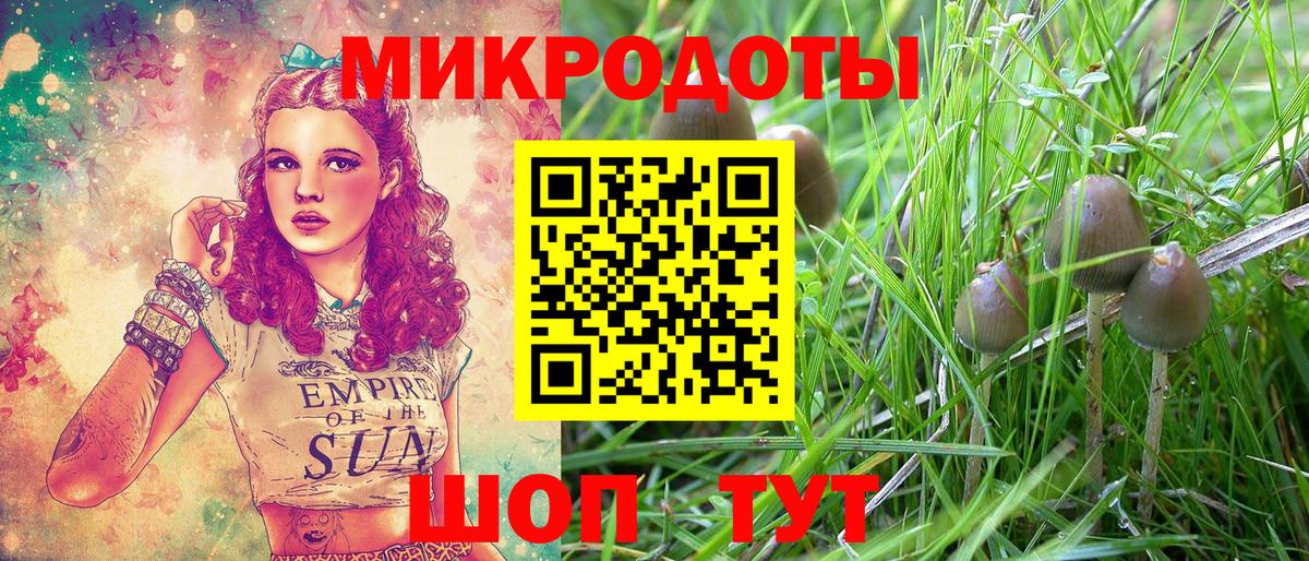 Галлюциногенные грибы Psilocybe Омск